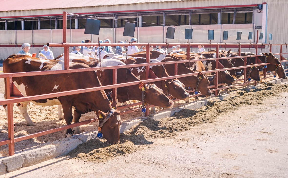 Фото: министерство сельского и рыбного хозяйства РК/ vk.com 