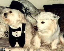 Свадьба собак обошлась в 1220 долларов