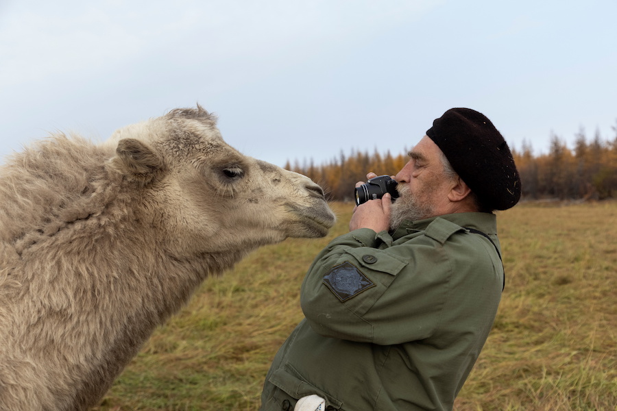 Эколог Сергей Зимов пытается сфотографировать одного из верблюдов, которых незадолго до того привезли через всю Россию&nbsp;из Поволжья