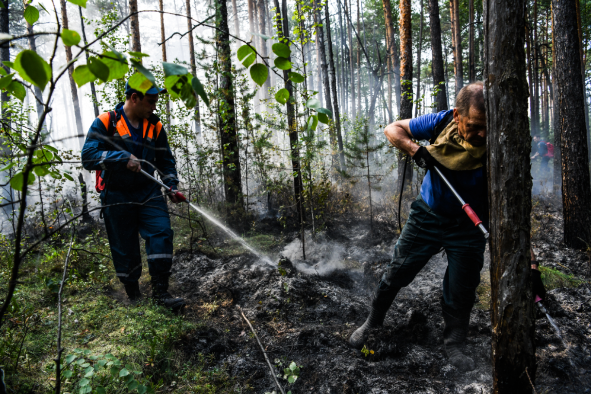 Уголовная ответственность за уничтожение или повреждение лесных насаждений наступает при ущербе от 10 000 рублей