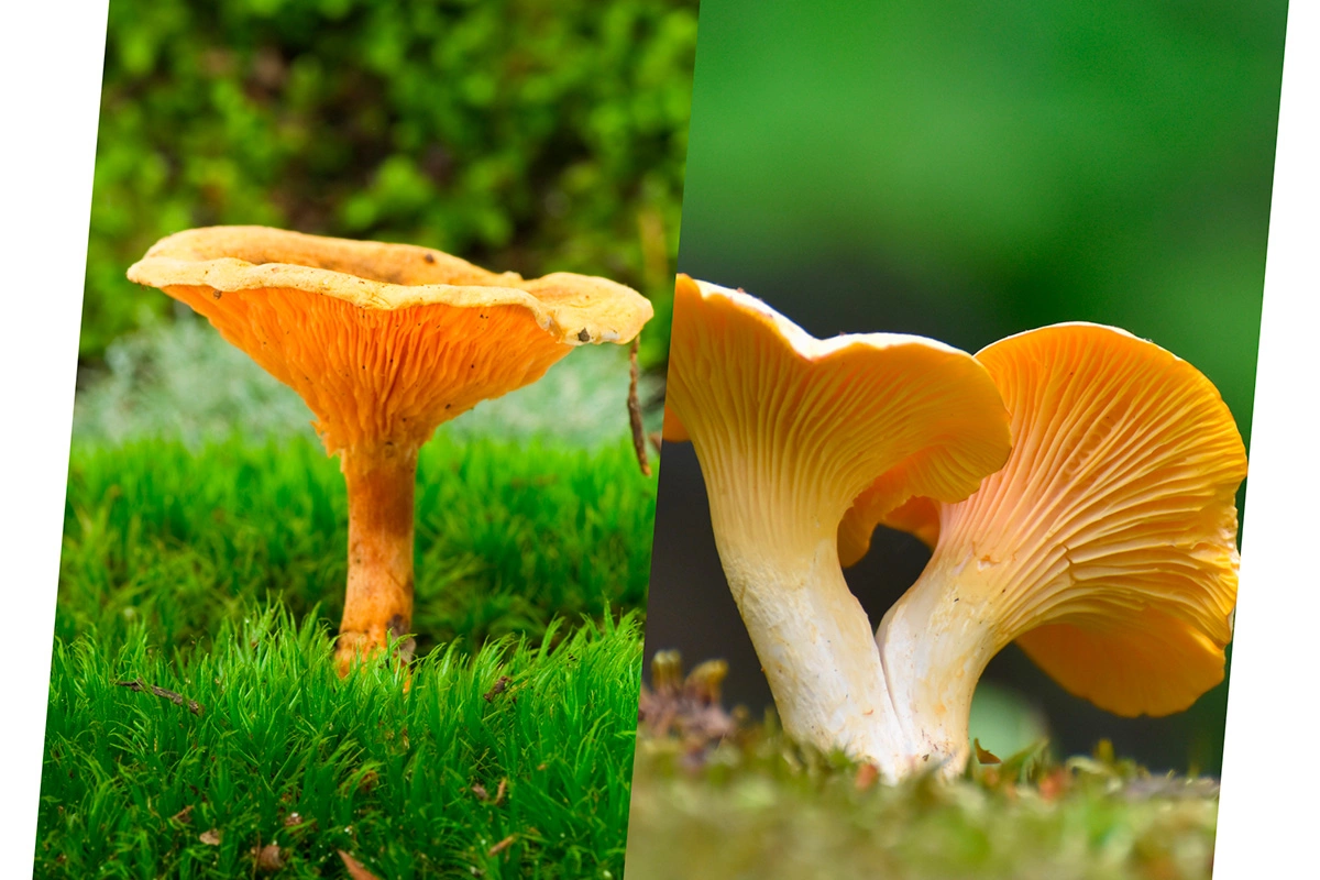 Говорушка (Hygrophoropsis aurantiaca) и Лисичка (Cantharéllus)