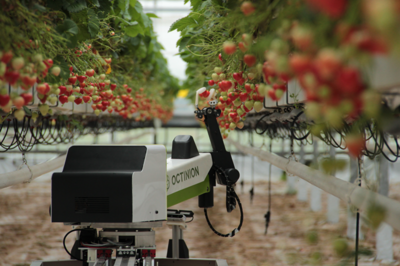 Робот для сбора клубники