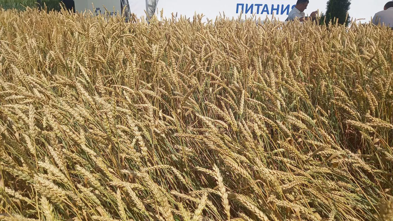 РБК Татарстан