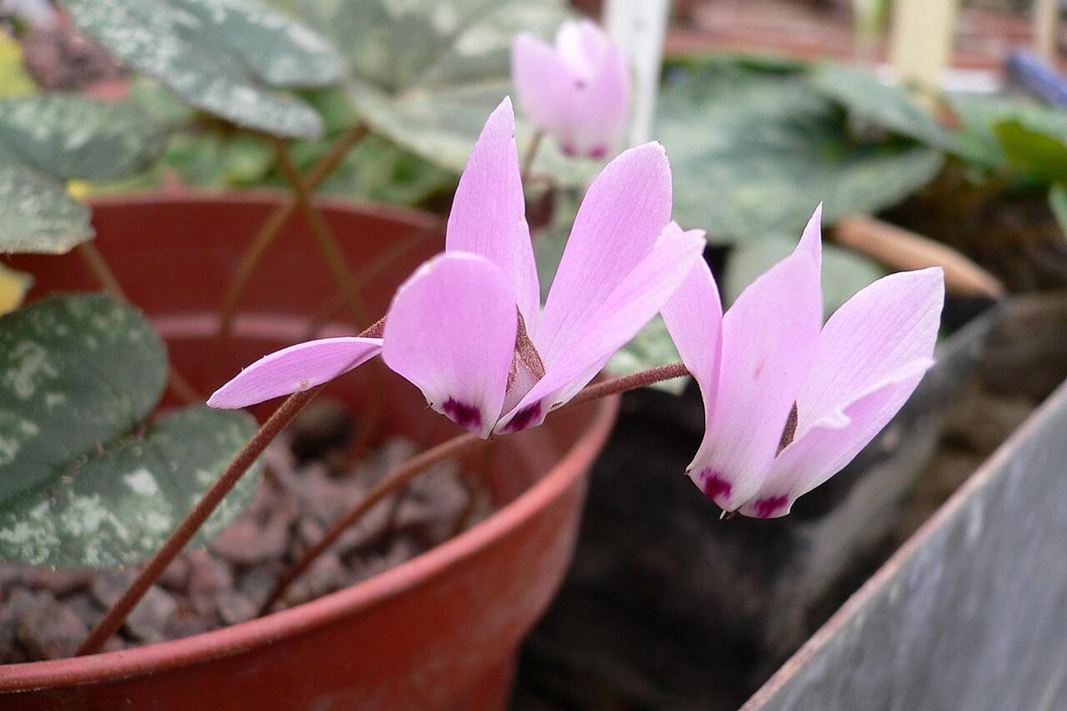 Цветки цикламена могут иметь окраску от белого до фиолетового