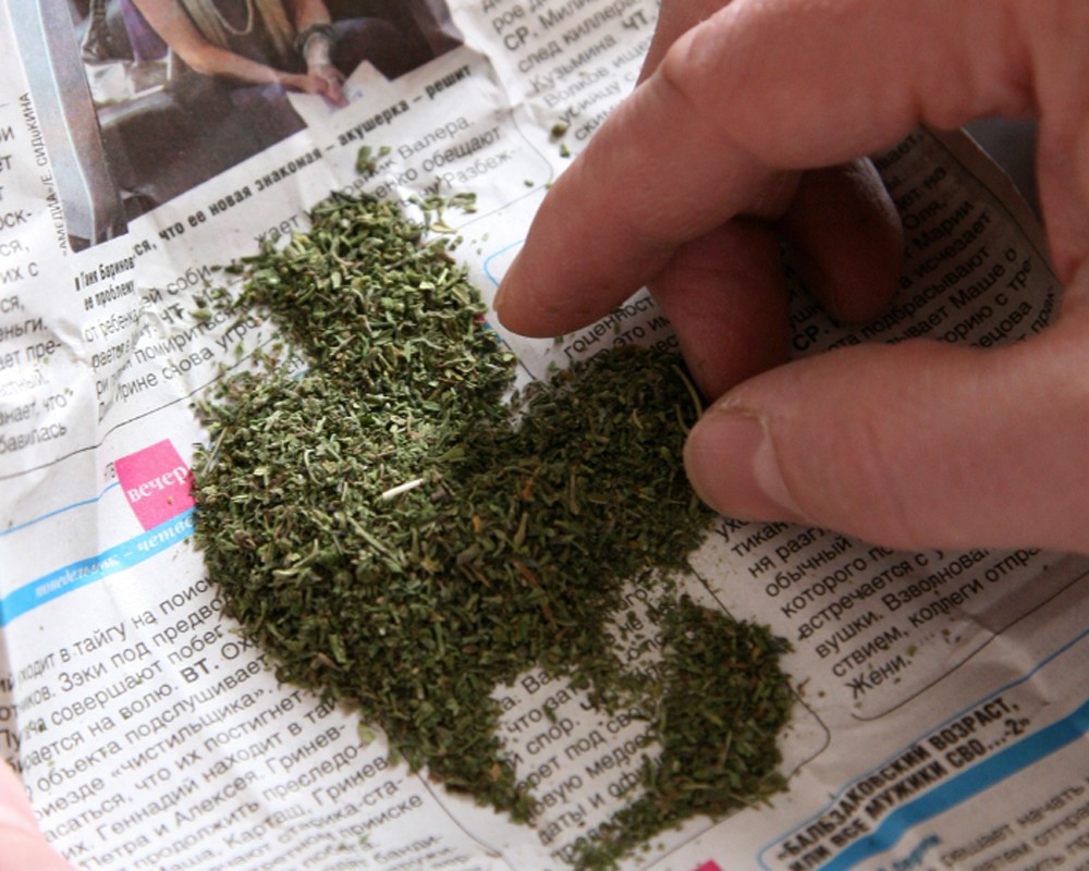 Как выглядит марихуана сушеная вырастить коноплю гидропоника
