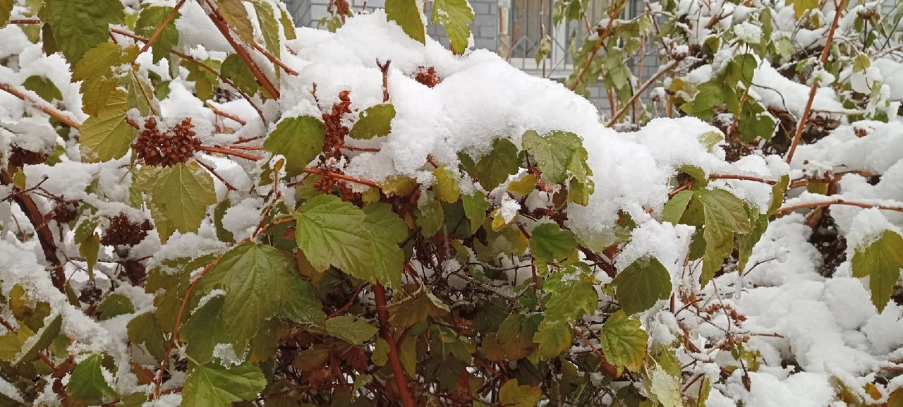 Светлана Садырина