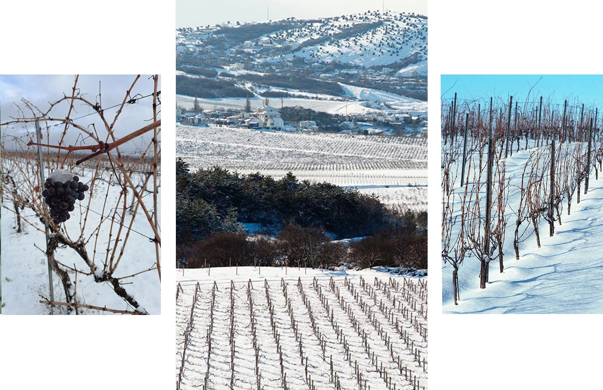«100% плюс для виноградника»: российские виноделы — о пользе снегопадов