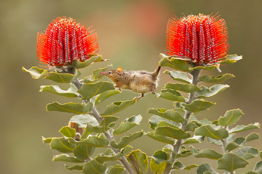 Медовый опоссум на банксии. Пляж Чейнс, Западная Австралия