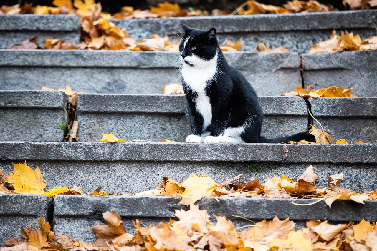 Александр Подгорчук