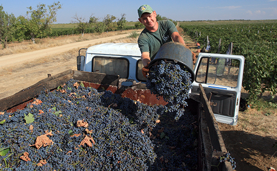 Сбор урожая на бахчисарайских виноградниках Крыма