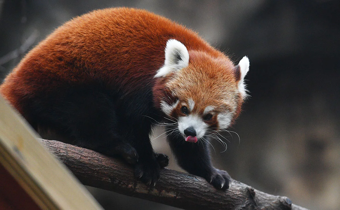 Наталья Селиверстова / РИА Новости