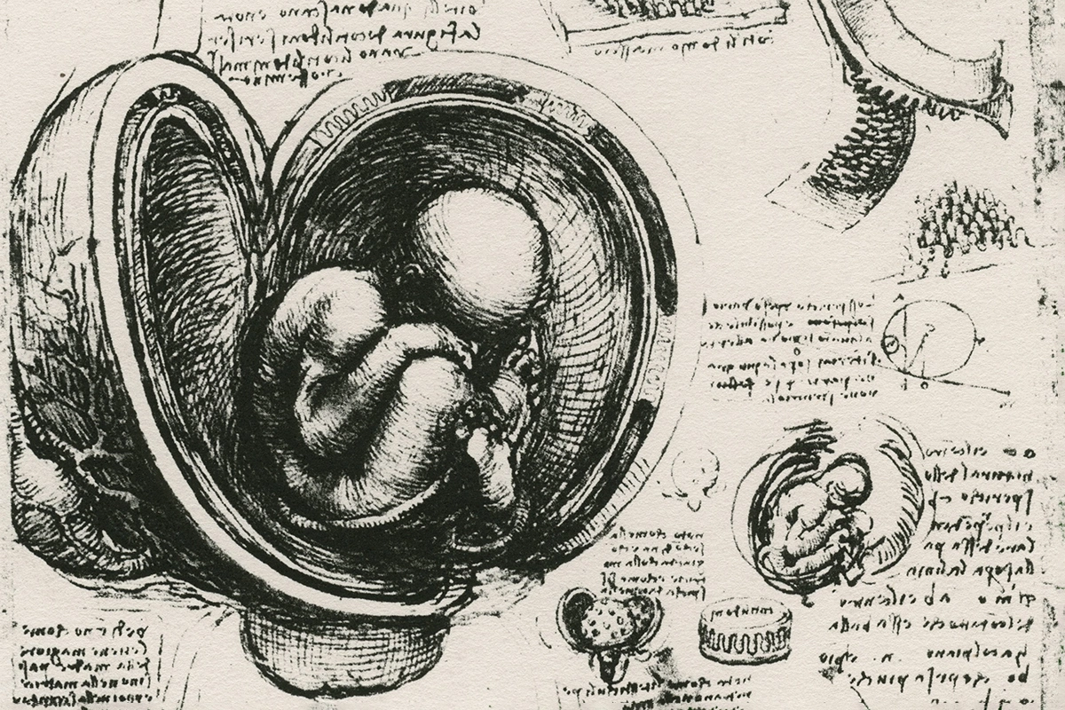 Рисунок Леонардо да Винчи, изображающий плод в утробе матери