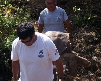 На Галапагосах умерла последняя особь слоновой черепахи, которой было 100 лет