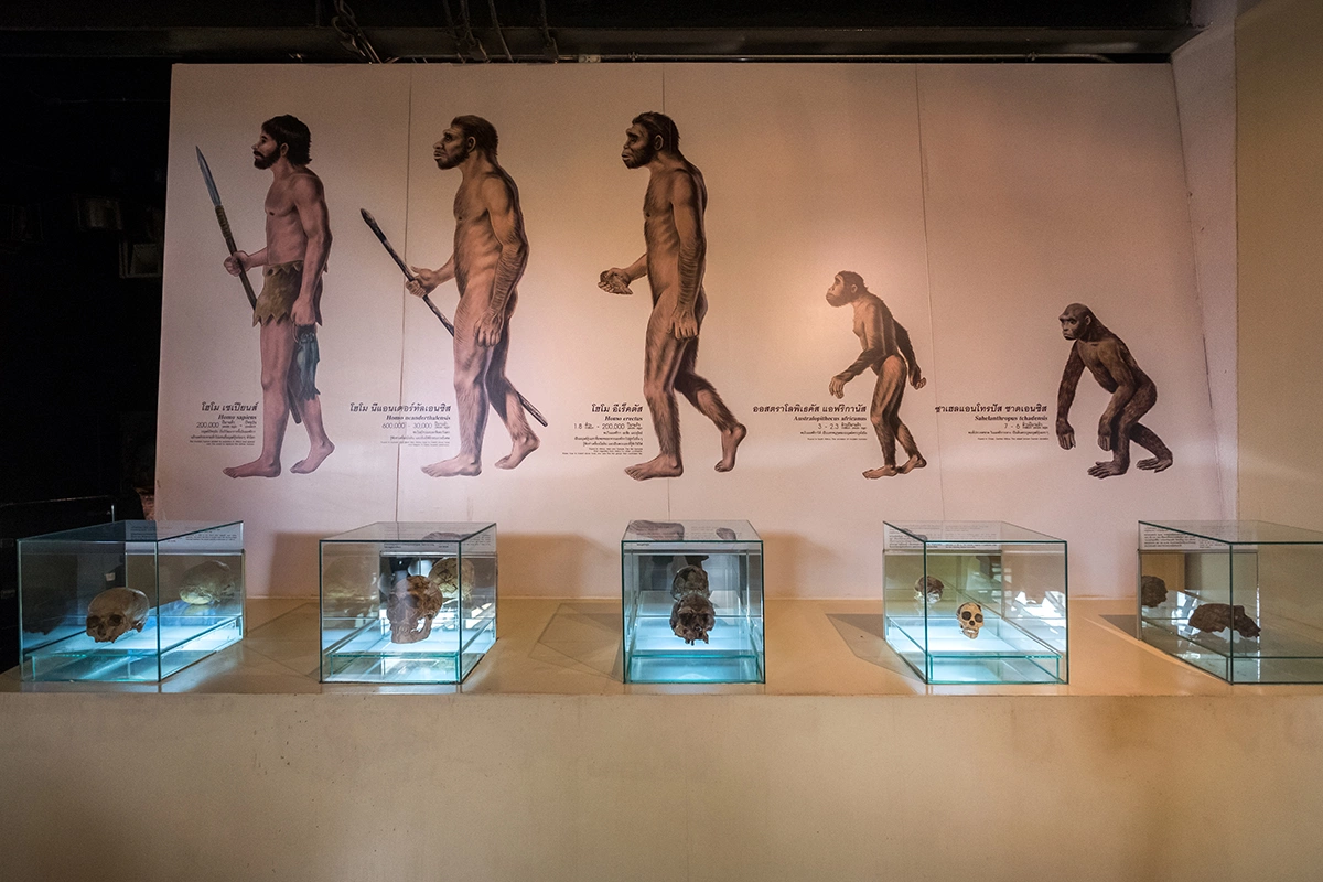 <p>Окаменелости Homo sapiens в геологическом музее, Таиланд</p>