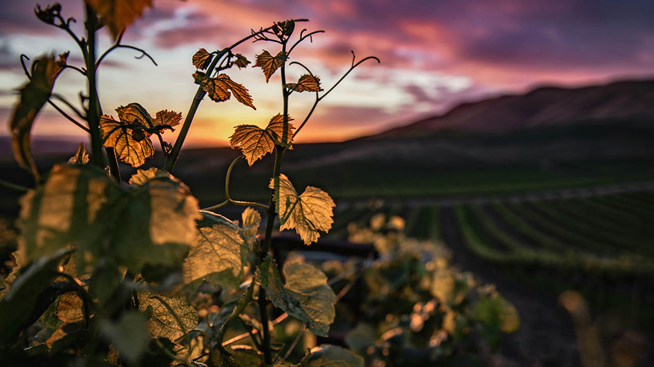 В «Ростелекоме» рассказали о цифровых решениях для виноделия и АПК