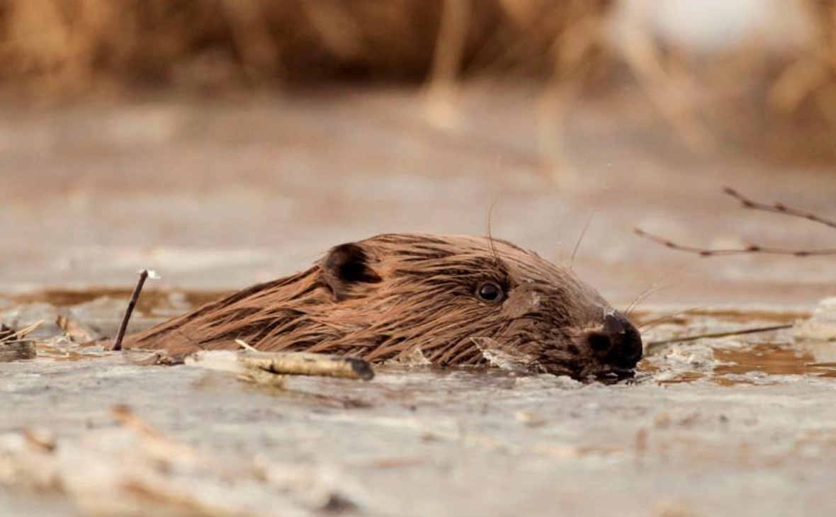 Василий Федосенко / Reuters
