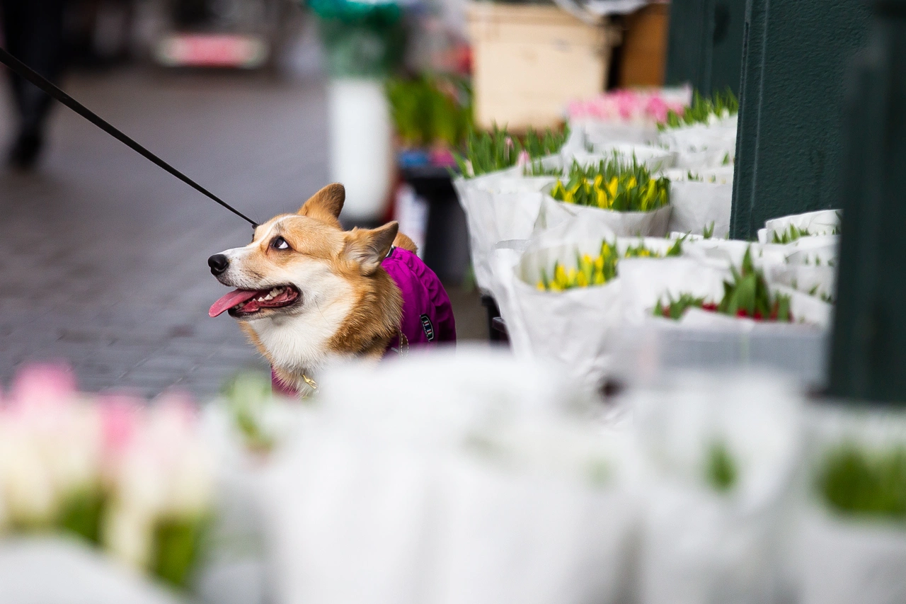 Александр Подгорчук