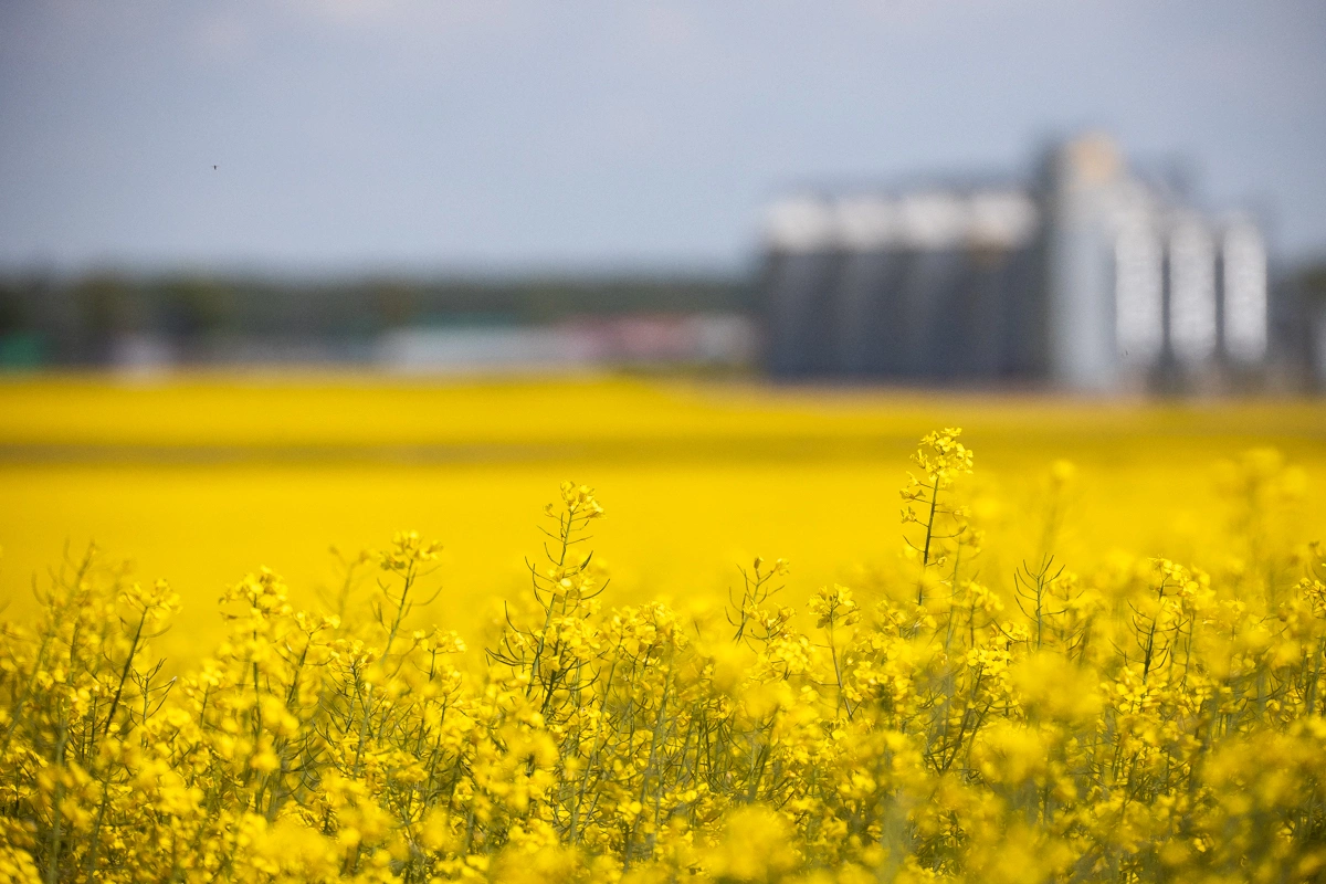 Александр Подгорчук