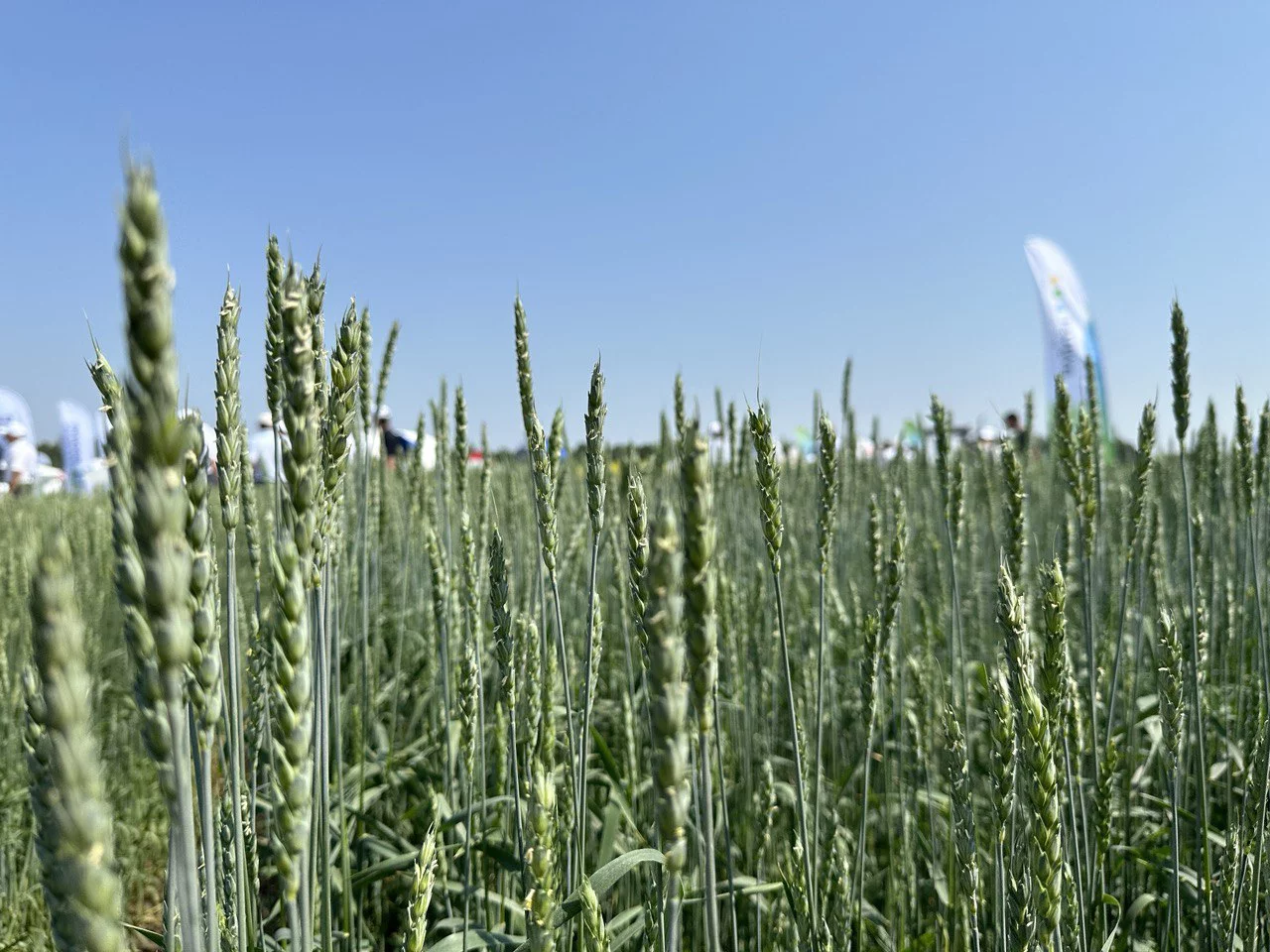 РБК Татарстан