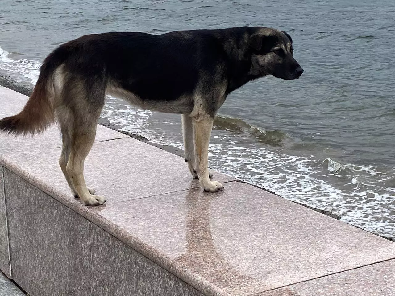 РБК Приморье