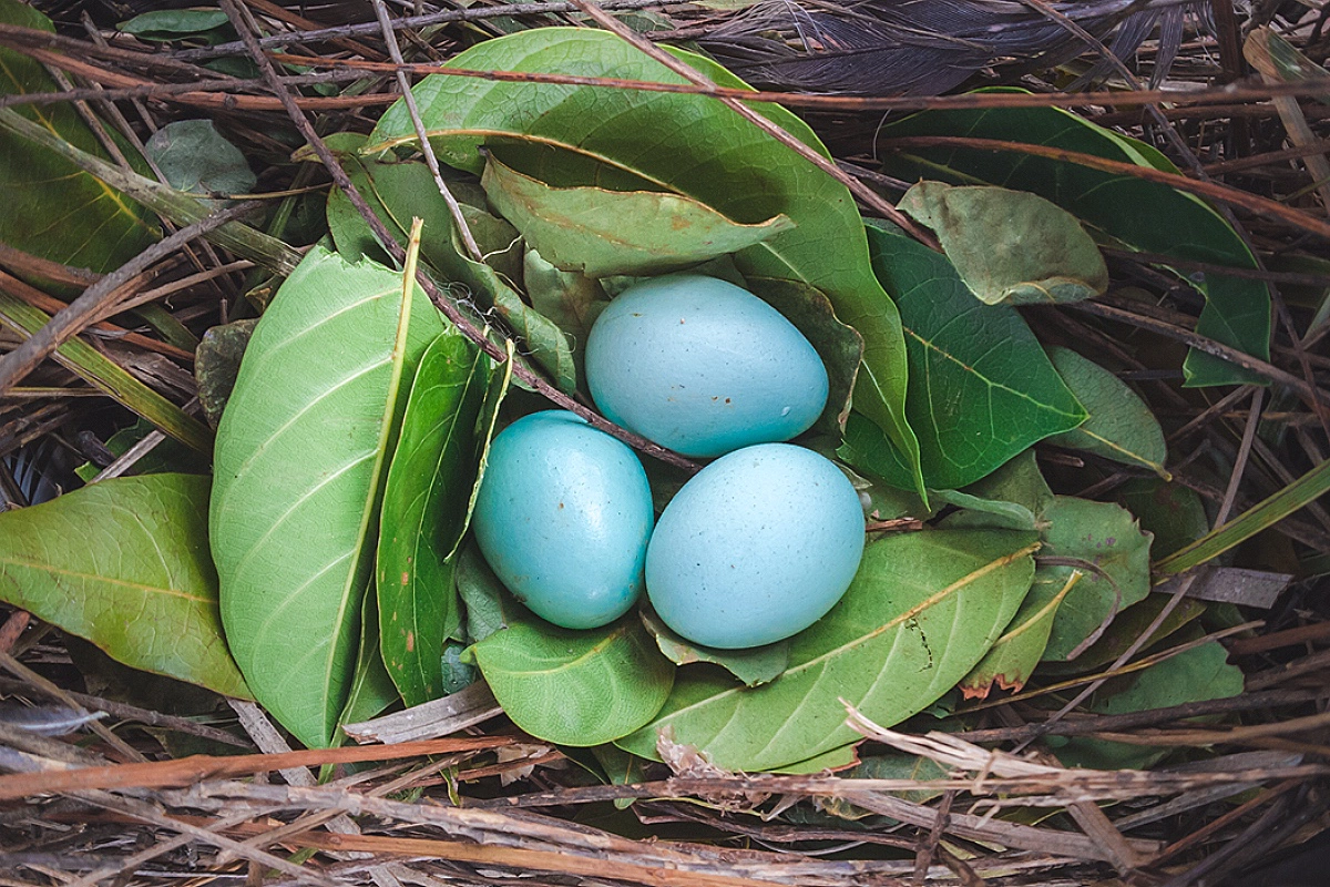 Robin egg blue, или «цвет яйца малиновки»