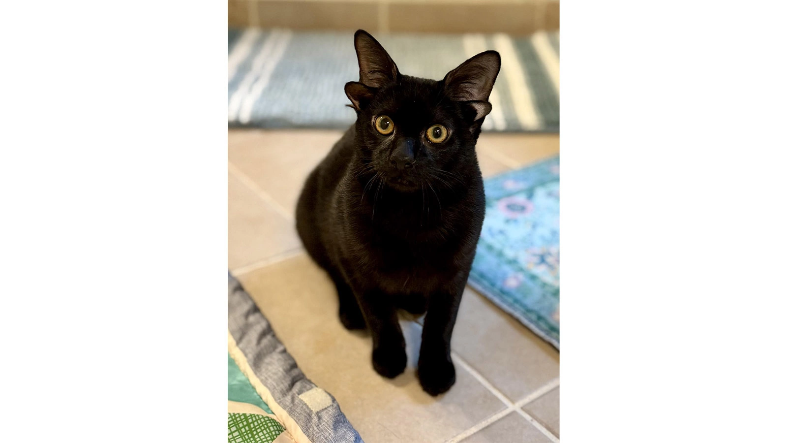 Котенок Добби