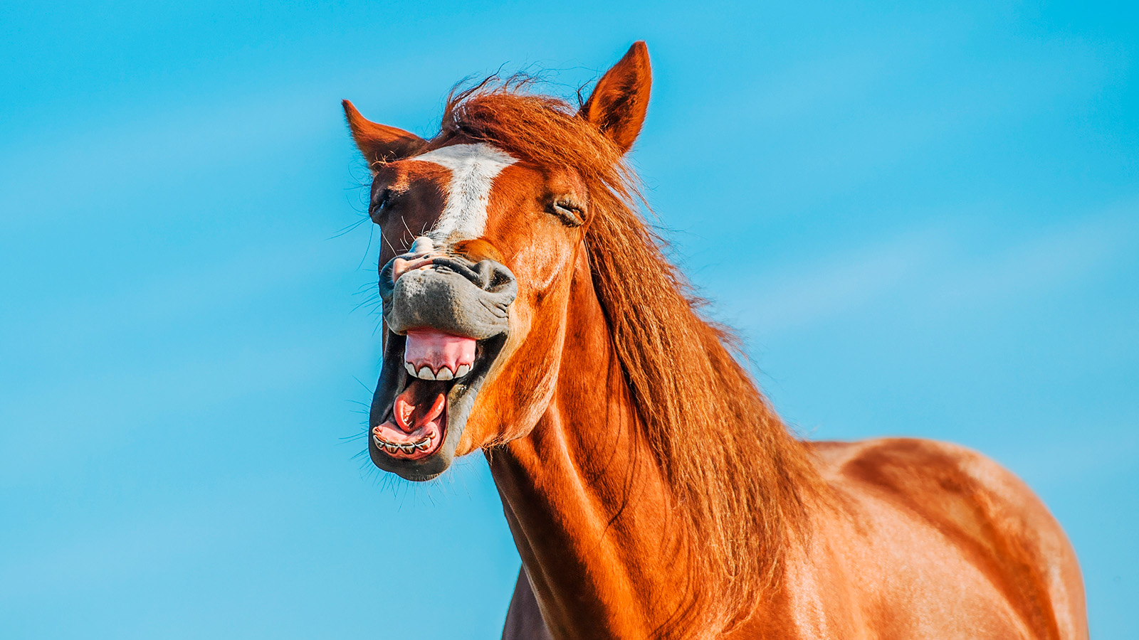 Раскрыт секрет лошадиного ржания. Зачем они это делают