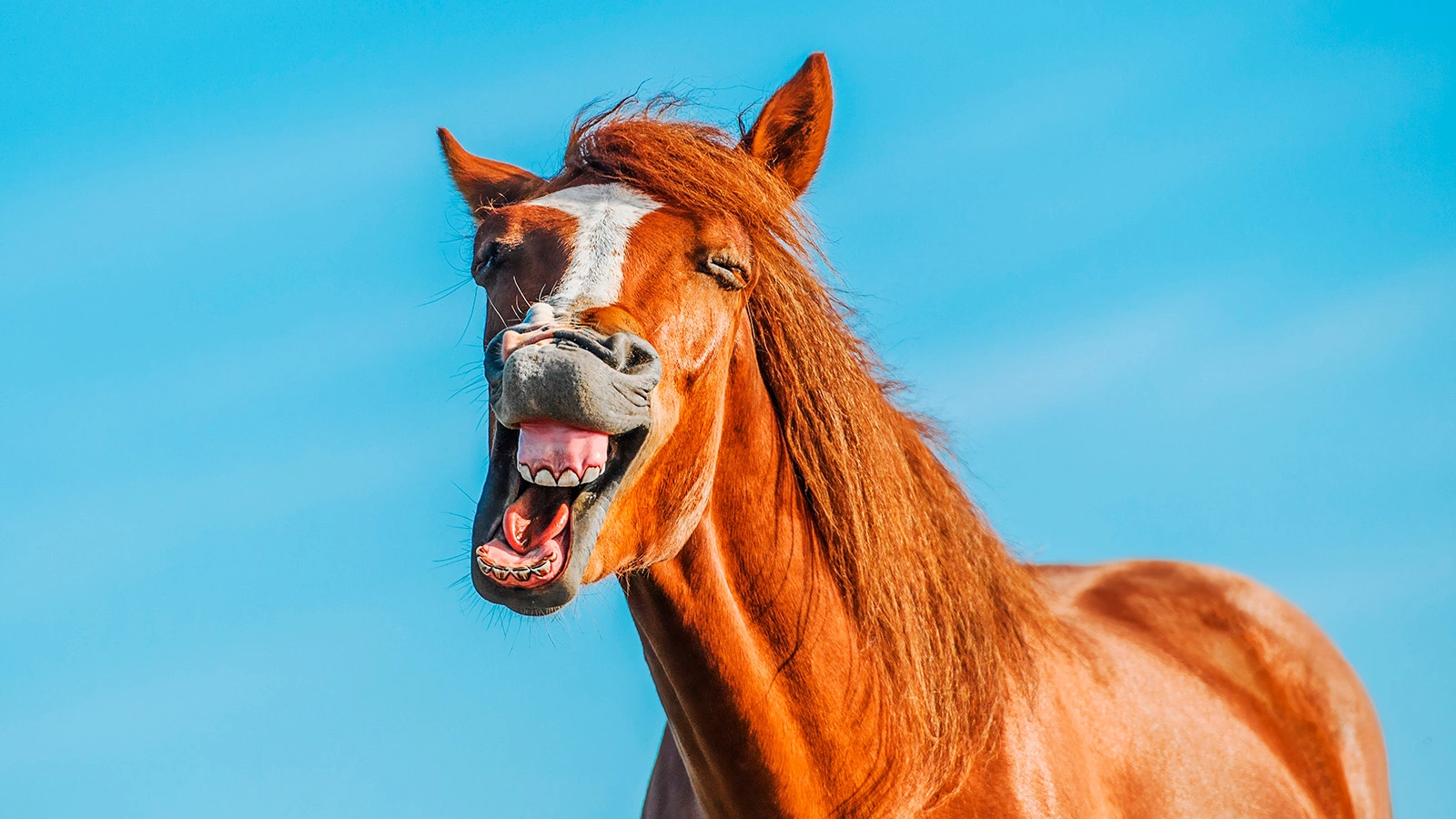 Раскрыт секрет лошадиного ржания. Зачем они это делают