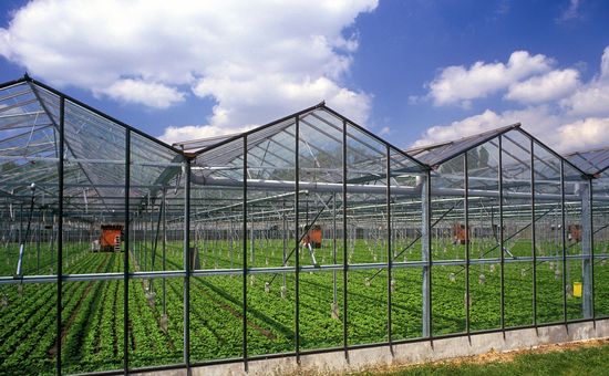 «Фабрика овощей» увеличит мощность ростовского комбината на 20%