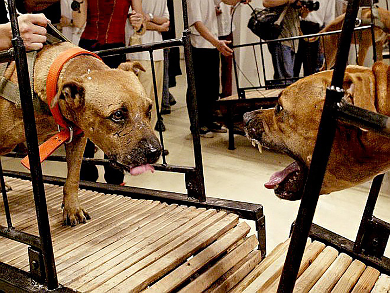Пэн Ю и Сан Юань. &laquo;Собаки, которые не могут коснуться друг друга&raquo;, 2003