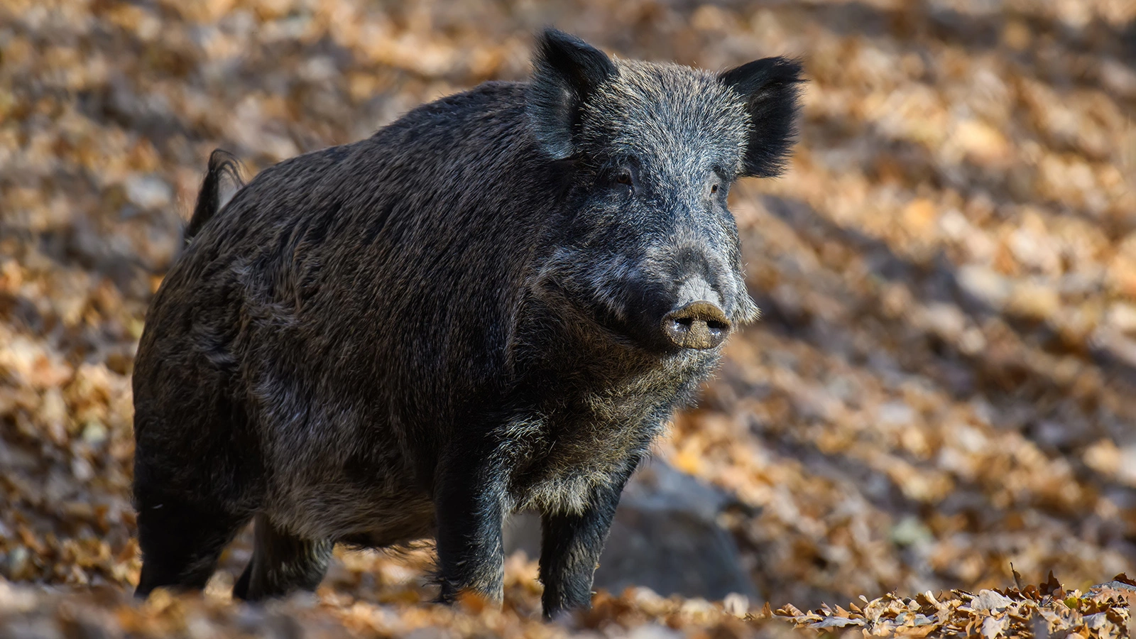 Дикий кабан