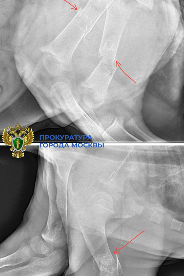 Фото: Прокуратура Москвы