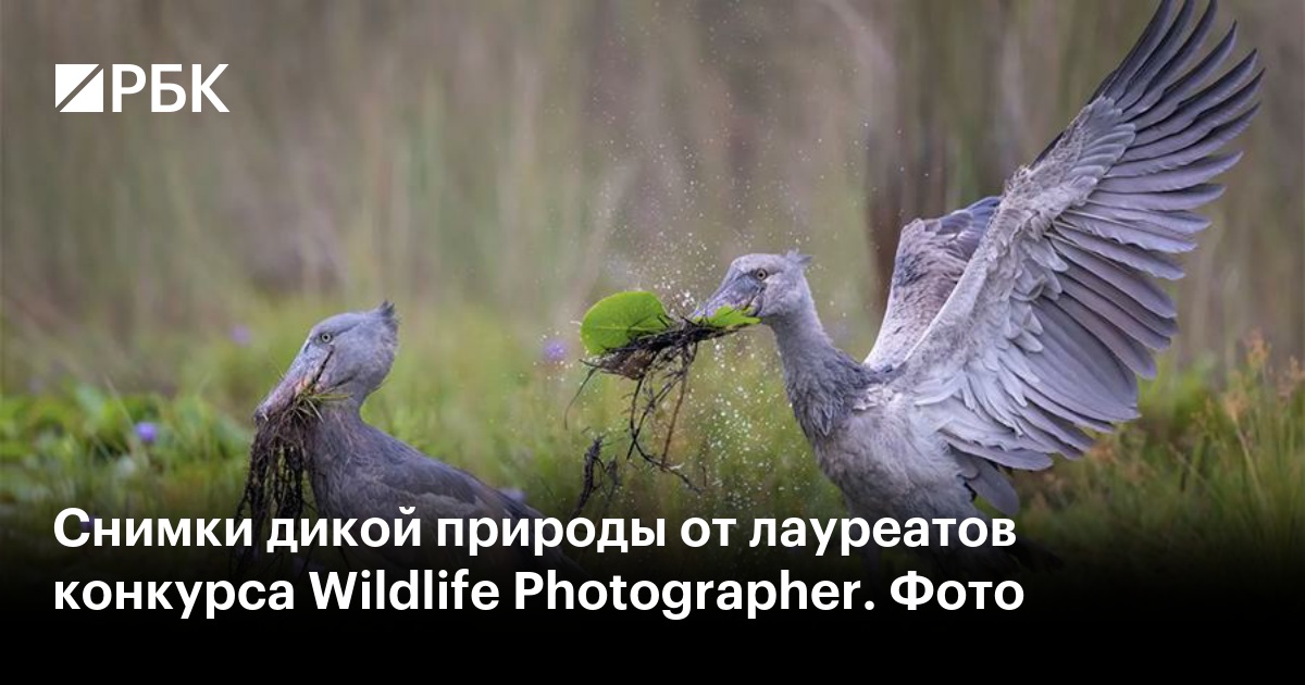 Снимки дикой природы от лауреатов конкурса Wildlife Photographer. Фото