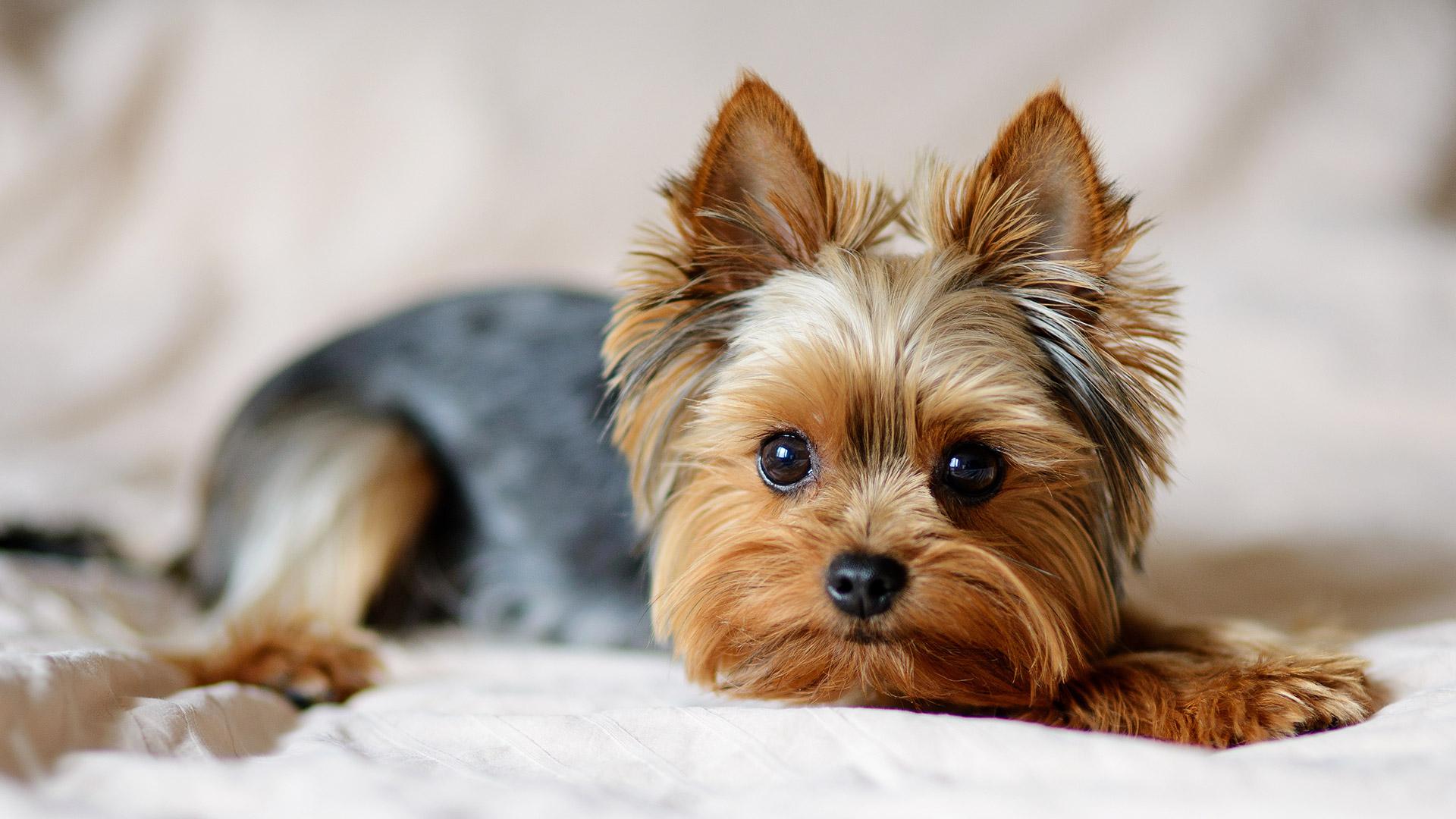 Маленькие породы собак для квартиры: фото, названия и описания | РБК Life