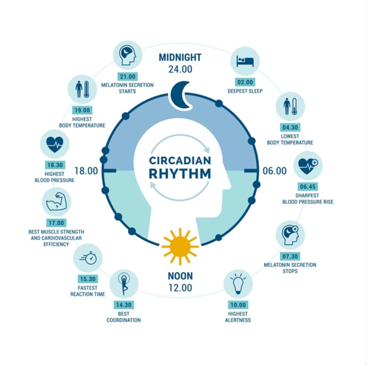 Инфографика циркадного ритма