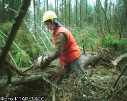 Петербуржец приговорен за рубку деревьев на землях Минобороны 