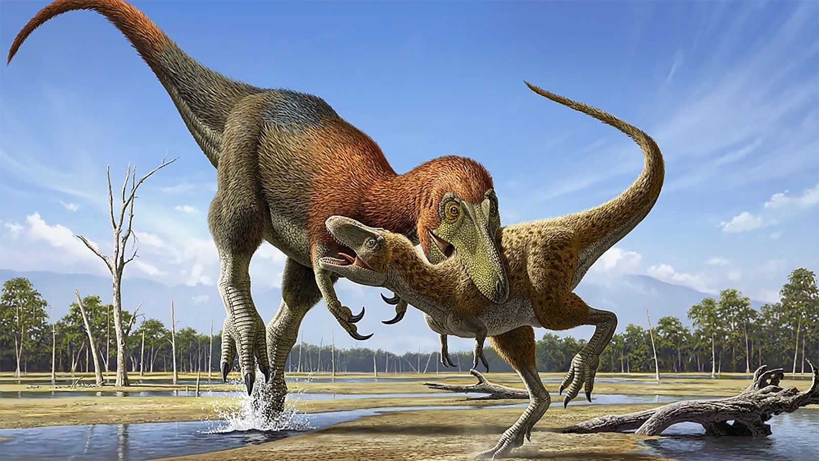 <p>На протяжении десятилетий считалось, что Nanotyrannus lancensis был просто детенышем Tyrannosaurus rex. Однако новое исследование установило, что это отдельный вид динозавров</p>