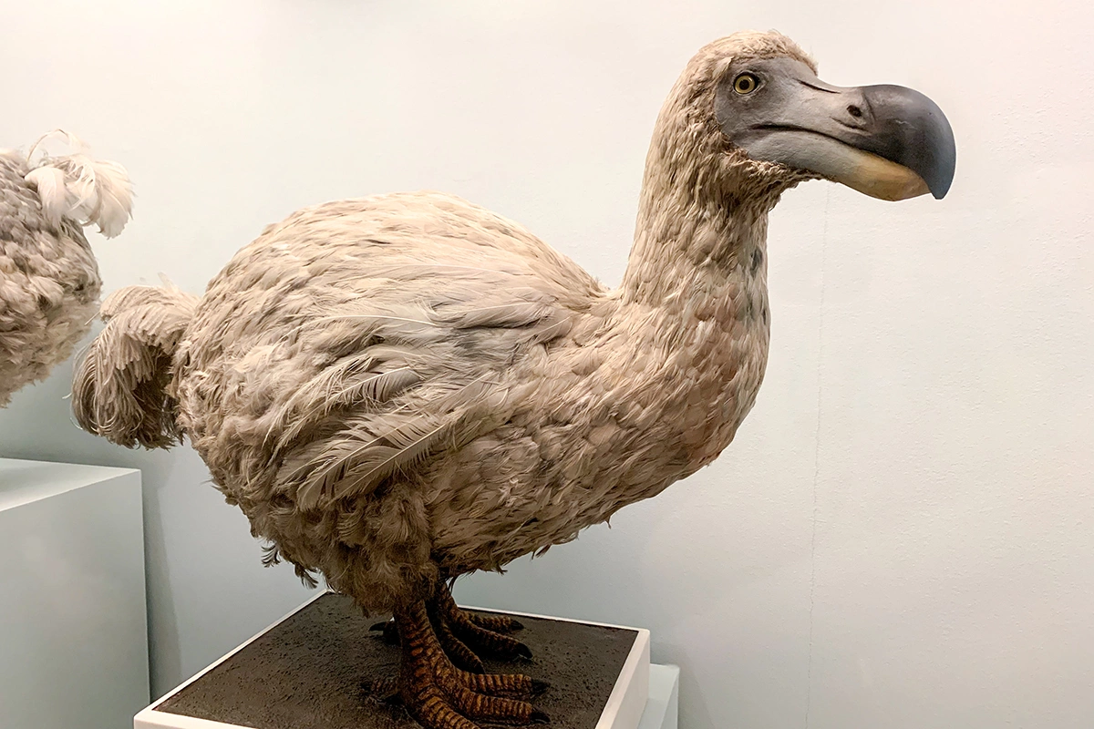 Птица считается родственницей голубей, хотя и выглядела совсем иначе