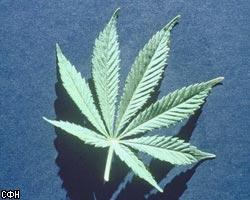 Как скрыть употребление марихуаны конопля как лекарственное средство