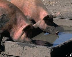 На Кубани от чумы погибло более 900 свиней