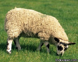Британия приглашает на ПМЖ специалистов по стрижке овец 