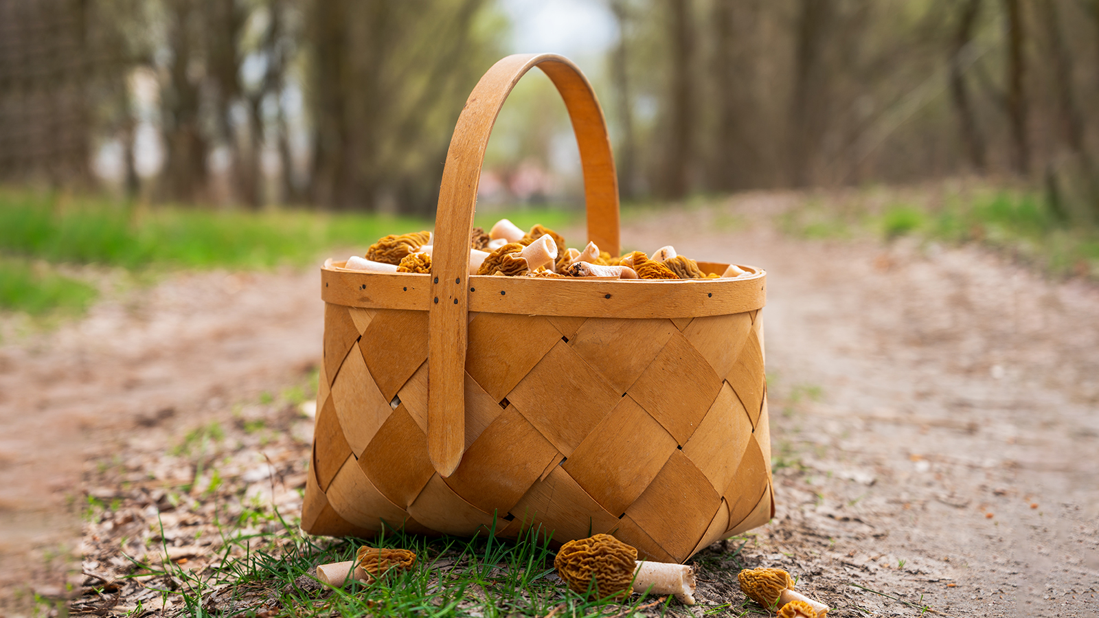 Весенние грибы лучше собирать в самом начале сезона, пока не активизировались насекомые и слизни