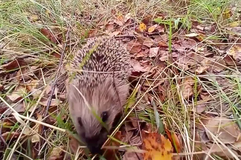 Госинспектор Керженского заповедника 