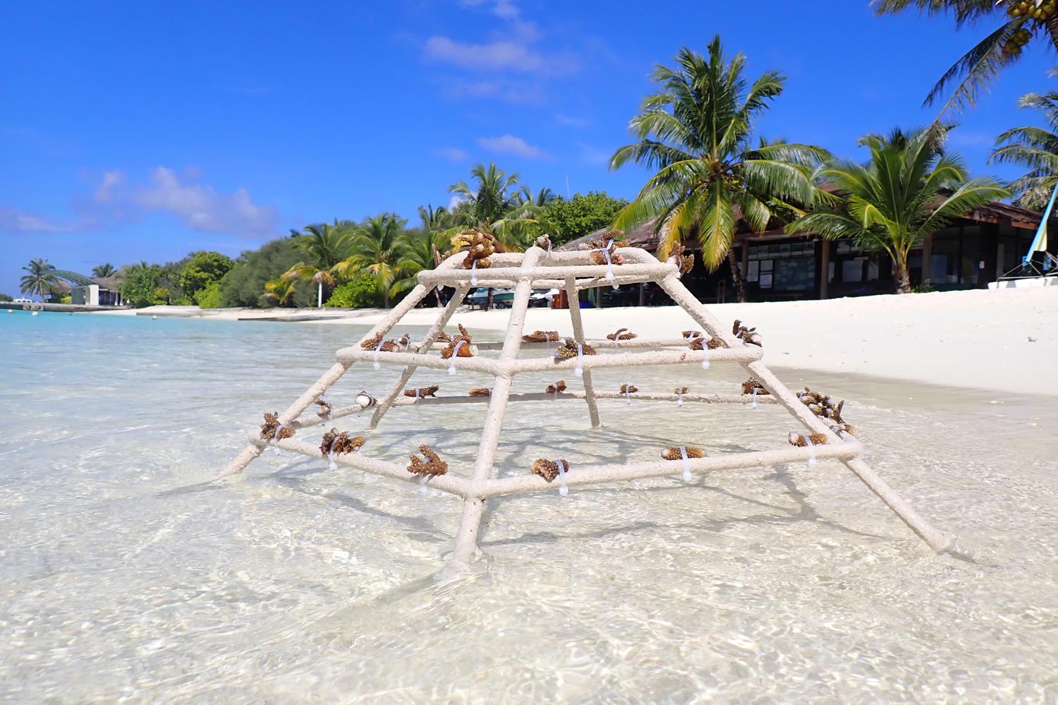 Экологическая программа по восстановлению кораллов в отеле Sheraton Maldives Full Moon Resort & Spa