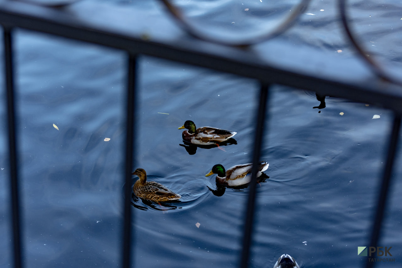 Фото: РБК Татарстан