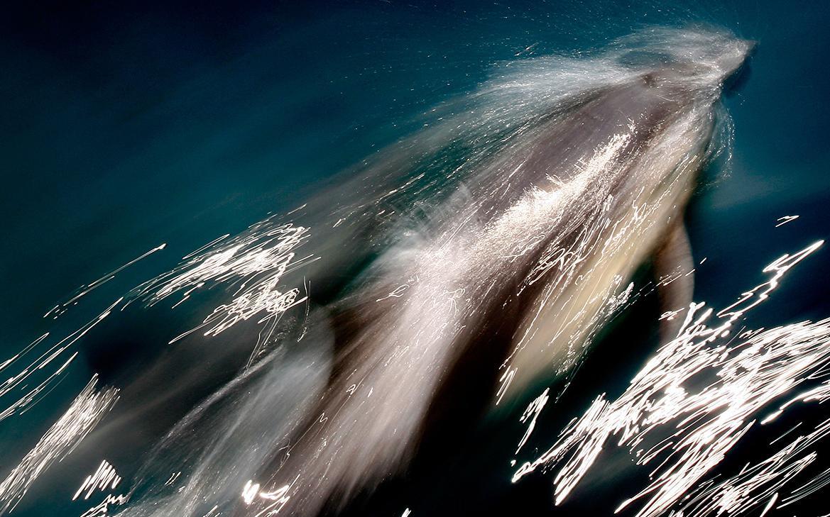 Прокуратура начала проверку после массовой гибели дельфинов в Анапе