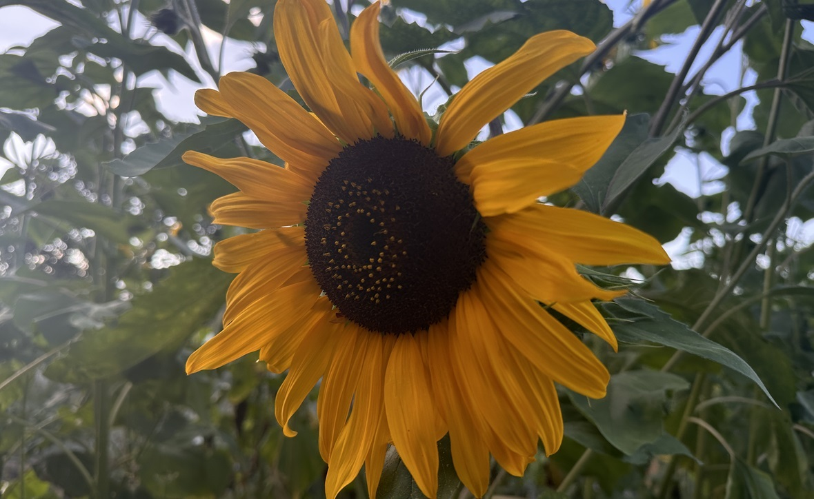 фото: РБК Юг