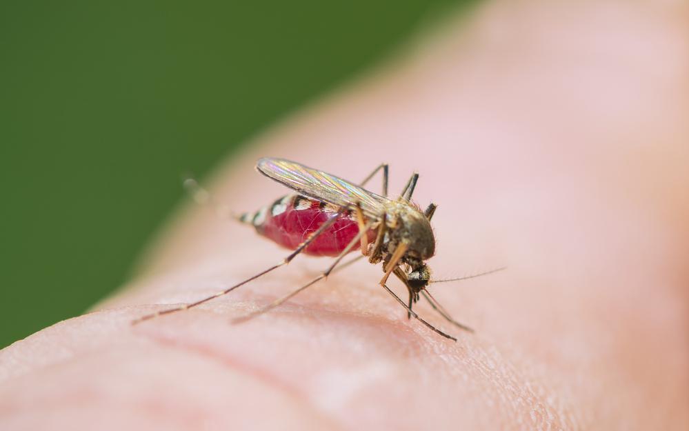 Фото:Shutterstock