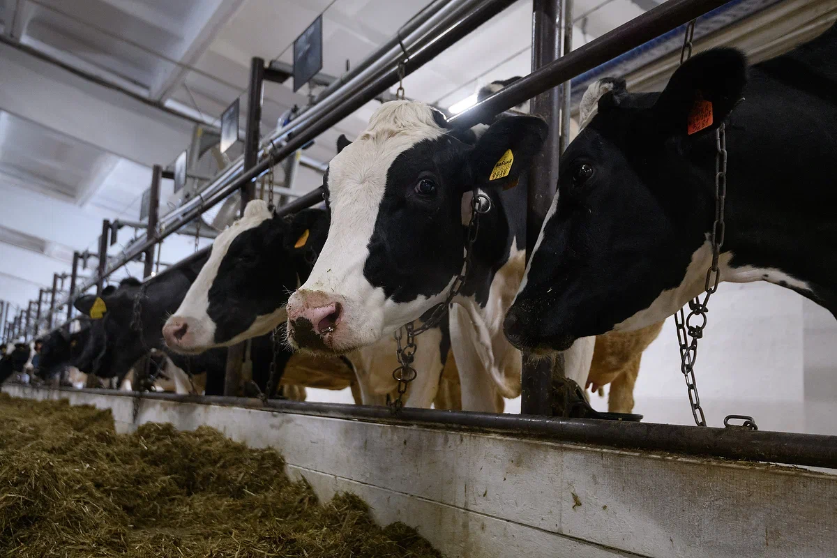 Фото: Антон Буценко, 66.RU