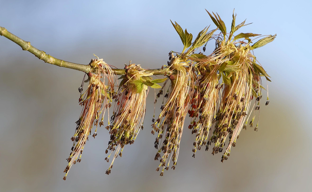 Volker Lautenbach / imageBROKER.com / Global Look Press